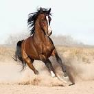 Beautiful horses - Horses Photo (17306122) - Fanpop fanclubs
