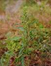 <b>Chenopodium ambrosioides</b> L.