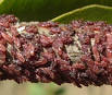 IWST :: Resarch Activites :: Wood Biodegradation Division ... 