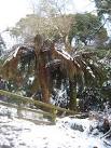 Dicksonia antarctica tree - via Daymix