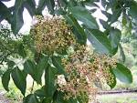 File:<b>Evodia</b> hupehensis a1.jpg - Wikipedia, the free encyclopedia