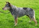 File:AustrCattleDogBlue wb.jpg - Wikipedia, the free encyclopedia