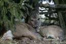 love between different animal species