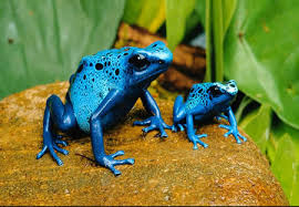 poison dart frog si cantik yang mematikan 10