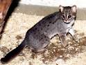 world wild animals pictures