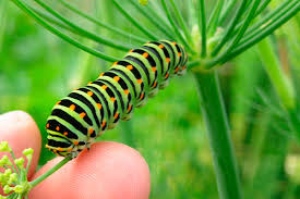 Swallowtail caterpillar by Dominic Wormell - Jersey Birds Photo ... - swtail2