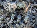 Tarantulas and toads near Trapiche del Rosario
