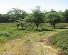 trees (Malus sylvestris) - via Daymix
