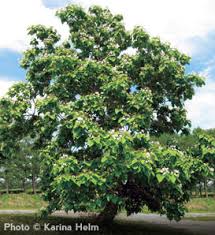 What to Know About Catalpa Trees and Their Worms