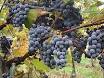 Gamay - Wikipedia, the free encyclopedia