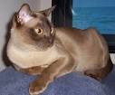 Burmese Cats Breed - Cat Pictures &amp; Information