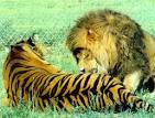 LION VS TIGER: Which One Will Win In A Fight? | . Informed ...