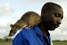I posted a while ago about giant pouched rats and their use in revealing