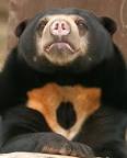 Sun Bear
