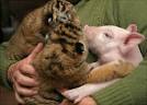 world's oddest animals