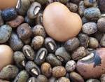 File:Wild and cultivated cowpea (7856427546).jpg - Wikimedia Commons