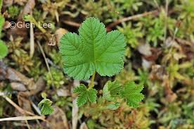 Attēlu rezultāti vaicājumam “Rubus chamaemorus leaf”