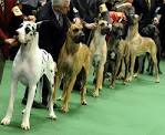 Kennel Club Dog Show at