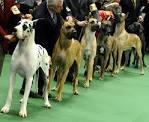 The Frame: 2011 Westminster Kennel Club DOG SHOW