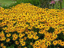 beautiful flowers in the world
