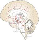 Nature Clinical Practice Neurology | Figure 4 : Sleep disturbances ...