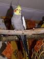 Cockatiel - Wikipedia, the free encyclopedia