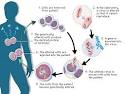 sgugenetics / Gene Therapy
