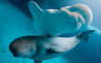 Shedd Aquarium - Chicago | Explore by Animal | Beluga Whales
