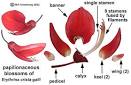 Legume Family (