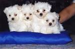 LES BICHONS MALTAIS DE BELRAIN
