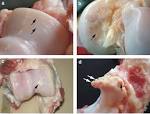File:Damaged cartilage Danish sow.png - Wikipedia, the free ...