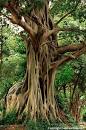 Bodhi Tree, Ficus religiosa 25 seeds - Flowerstore | Amazing ...