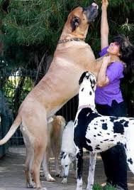 اكبر كلب في العالم Images?q=tbn:ANd9GcTaKa13L3yPu39gJvfQcHoO47Aa8xH1hVmcQBiKb1d6SLNgwCl8
