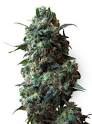 White Label > White Label > Cannabis Seeds > AFGHAN KUSH