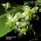<b>Celastraceae</b>