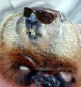 Groundhog Day 2012 is Thursday