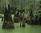 Swamp water landscape public - via Daymix