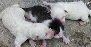 Bildergebnis für ‫سگ واقی وکربه واقی‬‎