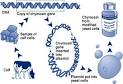 National Centre for Biotechnology Education | GM Food | Chymosin