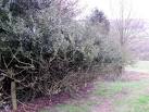 The holly hedge appears to - via Daymix