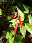 Salvia Miniata