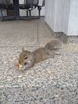 Nuts in front of the Madison Building – Pic of the Week | In ...