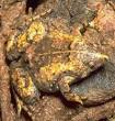HowStuffWorks "How Animal Camouflage Works"