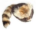 Crockett Coonskin Caps Galore! Excellent Service