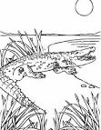 Alligator coloring page