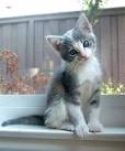 Calico Kittens: Great Photos of Cute Kittens
