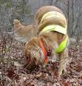 Western Carolina University - Cadaver Dog Training