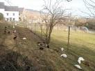 ferrets, guinea pigs, - via Daymix
