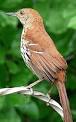 230px-Brown_Thrasher-27527-2.jpg