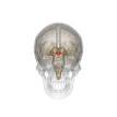 Hypothalamus - Wikipedia, the free encyclopedia
